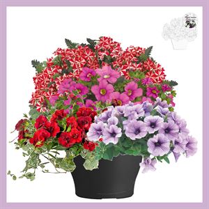 Afbeelding van TP26 Mix 03